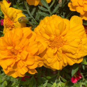 photo of numerous yellow marigolds, close up