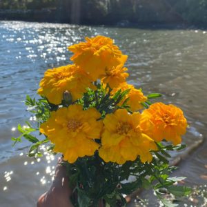 photo of bouquet of marigolds over gentle waves