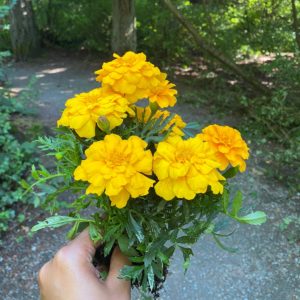 photo of bouquet of marigolds in front of gravel path in forest setting