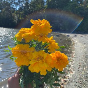 photo of bouquet of marigolds at beach with rainbow above