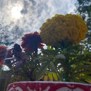 photo of pot of marigolds with sunlit clouds above